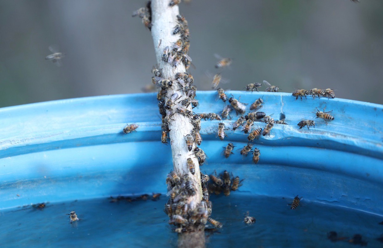 Programa de Naciones Unidas para el Desarrollo (PNUD) une esfuerzos con el Gobierno de Yucatán para impulsar proyectos en favor del medio ambiente