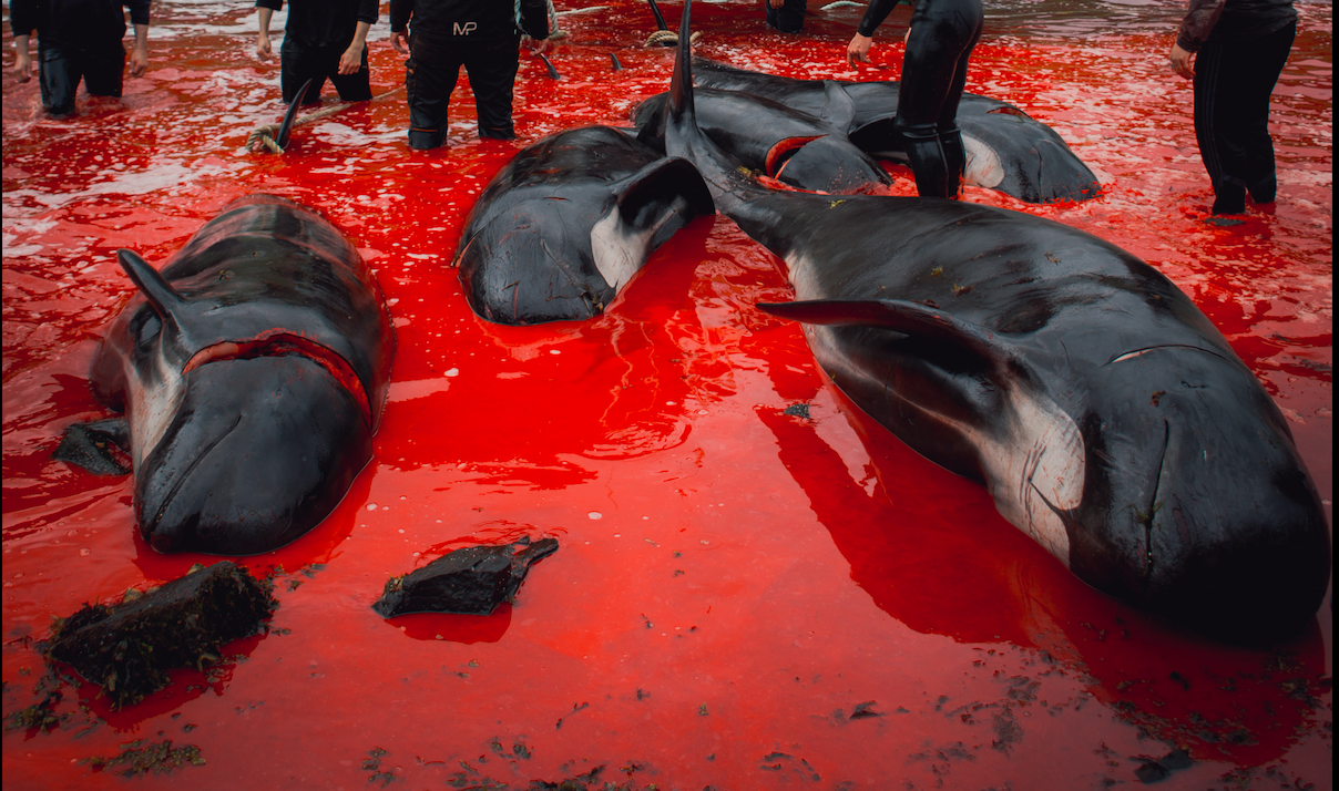 Matan ballenas en Dinamarca para continuar con la tradición del “Grindrap”
