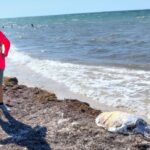 Hallan tortuga sin vida en playas de Telchac Puerto