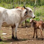 Nacen los primeros siete becerros por inseminación artificial en Yucatán