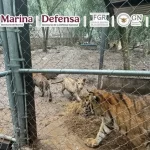 Golpe al Cártel del Noroeste en Nuevo León