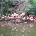 Flamencos nacen en el Zoológico del Bicentenario Animaya