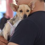 Yucatán mantiene cinco años sin rabia en perros y gatos; SSY llama a la tenencia responsable