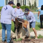 Comunidad y organizaciones se suman al cuidado de las playas de Progreso